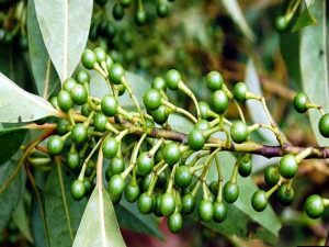 Màng tang, tác dụng chữa bệnh của Màng tang